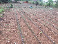 Garlic  planted on 3rd May 2022